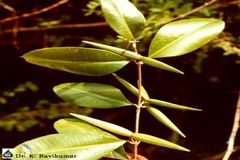 Cryptolepis buchananii